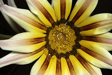 Image showing Red and yellow flower stamens