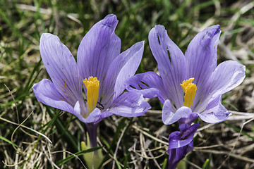 Image showing Blue crocus