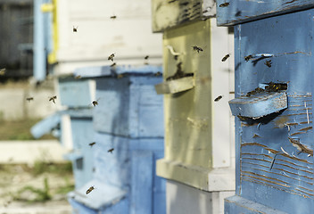 Image showing Swarm of bees fly to beehive