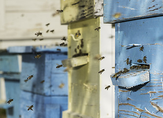 Image showing Swarm of bees fly to beehive