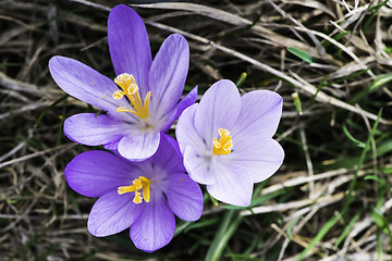 Image showing Blue crocus