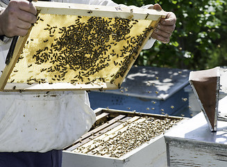 Image showing Beekeeper look honeycombs