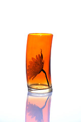 Image showing Flower in an orange glass