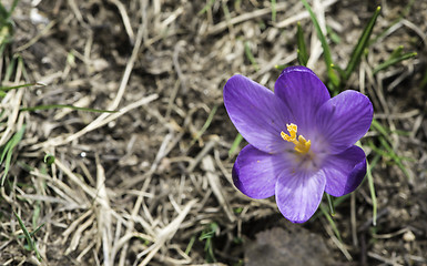 Image showing Blue crocus