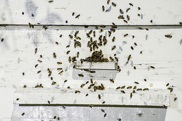 Image showing Bees entering the hive