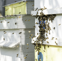 Image showing Swarm of bees fly to beehive.