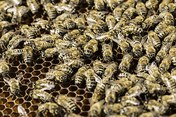 Image showing Close up honeycombs