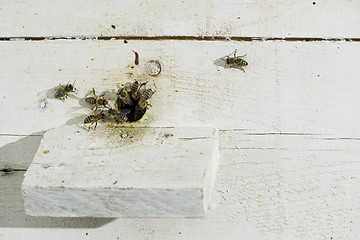 Image showing Bees entering the hive