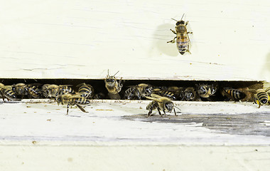 Image showing Bees entering the hive