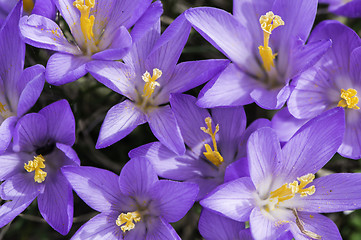 Image showing Blue crocus