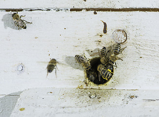 Image showing Bees entering the hive