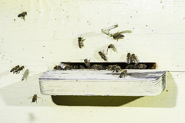 Image showing Bees entering the hive