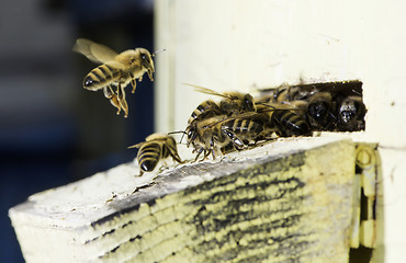 Image showing Bees entering the hive