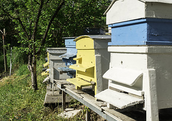 Image showing Swarm of bees fly to beehive