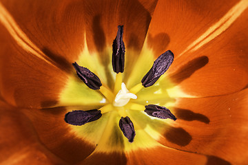 Image showing Flower tulip stamens