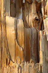 Image showing Wooden texture of a broken tree