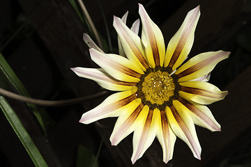 Image showing Red,white and yellow flower