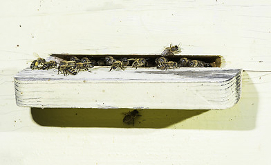 Image showing Bees entering the hive