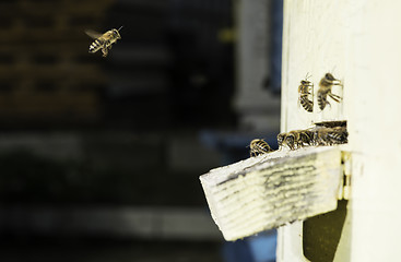 Image showing Bees entering the hive