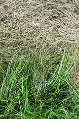 Image showing Fresh green grass and yellowed dry grass