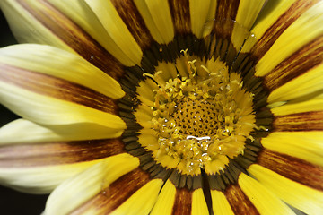 Image showing Red and yellow flower stamens