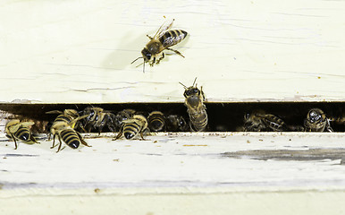 Image showing Bees entering the hive