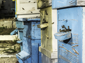 Image showing Swarm of bees fly to beehive