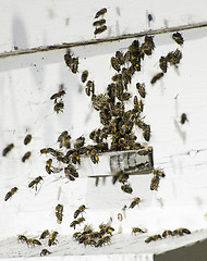 Image showing Bees entering the hive