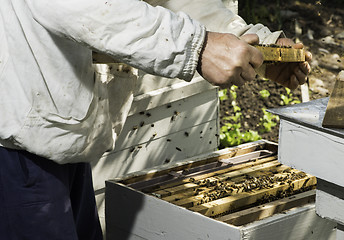 Image showing Beekeeper look honeycombs