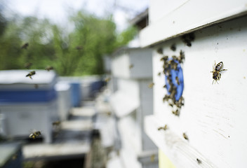Image showing Swarm of bees fly to beehive