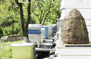 Image showing Swarm of bees fly to beehive.