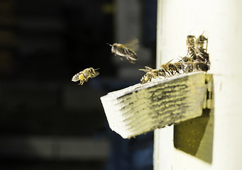 Image showing Bees entering the hive