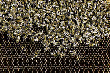 Image showing Close up honeycombs