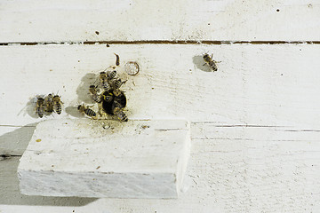 Image showing Bees entering the hive