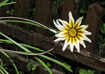 Image showing Red,white and yellow flower