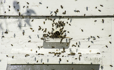 Image showing Bees entering the hive