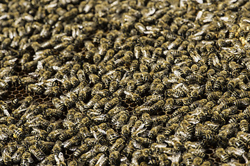 Image showing Close up honeycombs