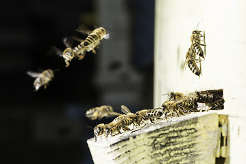 Image showing Bees entering the hive