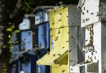 Image showing Swarm of bees fly to beehive