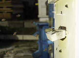 Image showing Bees entering the hive