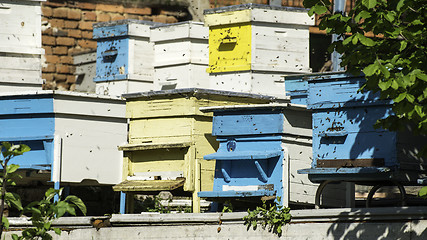 Image showing Swarm of bees fly to beehive