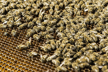 Image showing Close up honeycombs