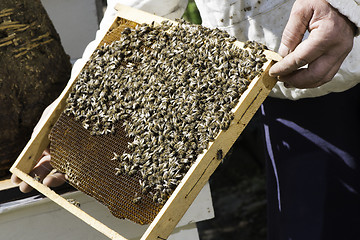 Image showing Beekeeper look honeycombs