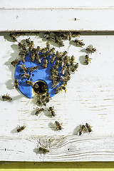 Image showing Bees entering the hive