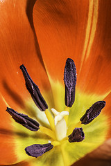 Image showing Flower tulip stamens
