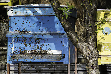 Image showing Swarm of bees fly to beehive