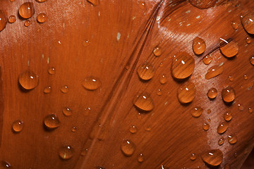 Image showing Water Drops on flower