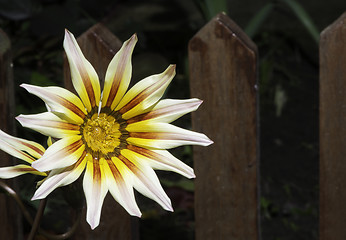 Image showing Red,white and yellow flower