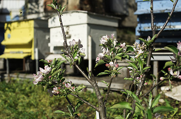 Image showing Flowers and swarm of bees 