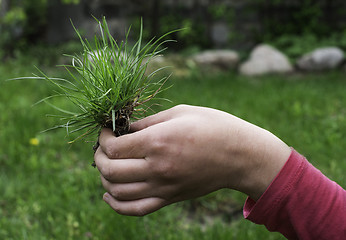 Image showing Turf grass and earth